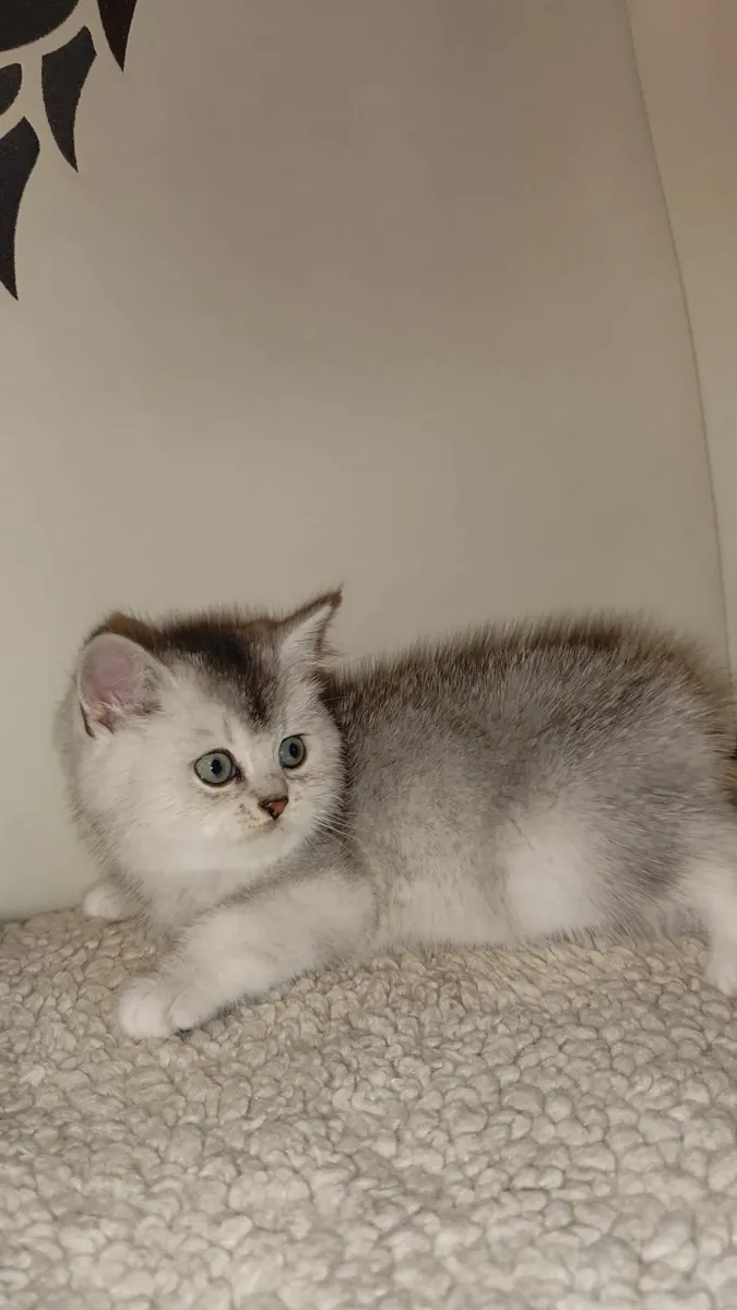 💙 Gorgeous Ragdoll BSH Kitten - Last Boy! 💙 - Image 3