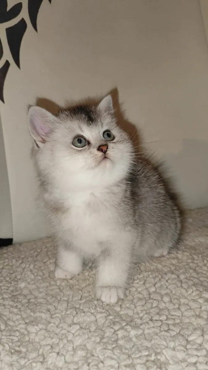 💙 Gorgeous Ragdoll BSH Kitten - Last Boy! 💙 - Image 4