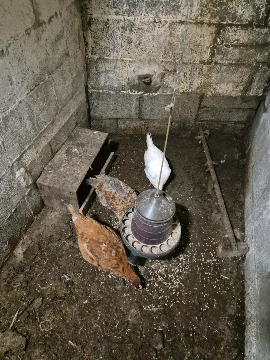 3 laying hens - Image 1