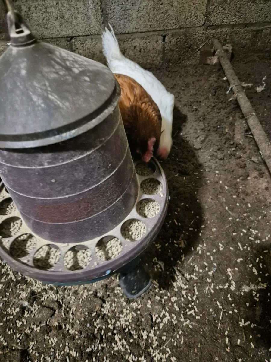 3 laying hens - Image 2