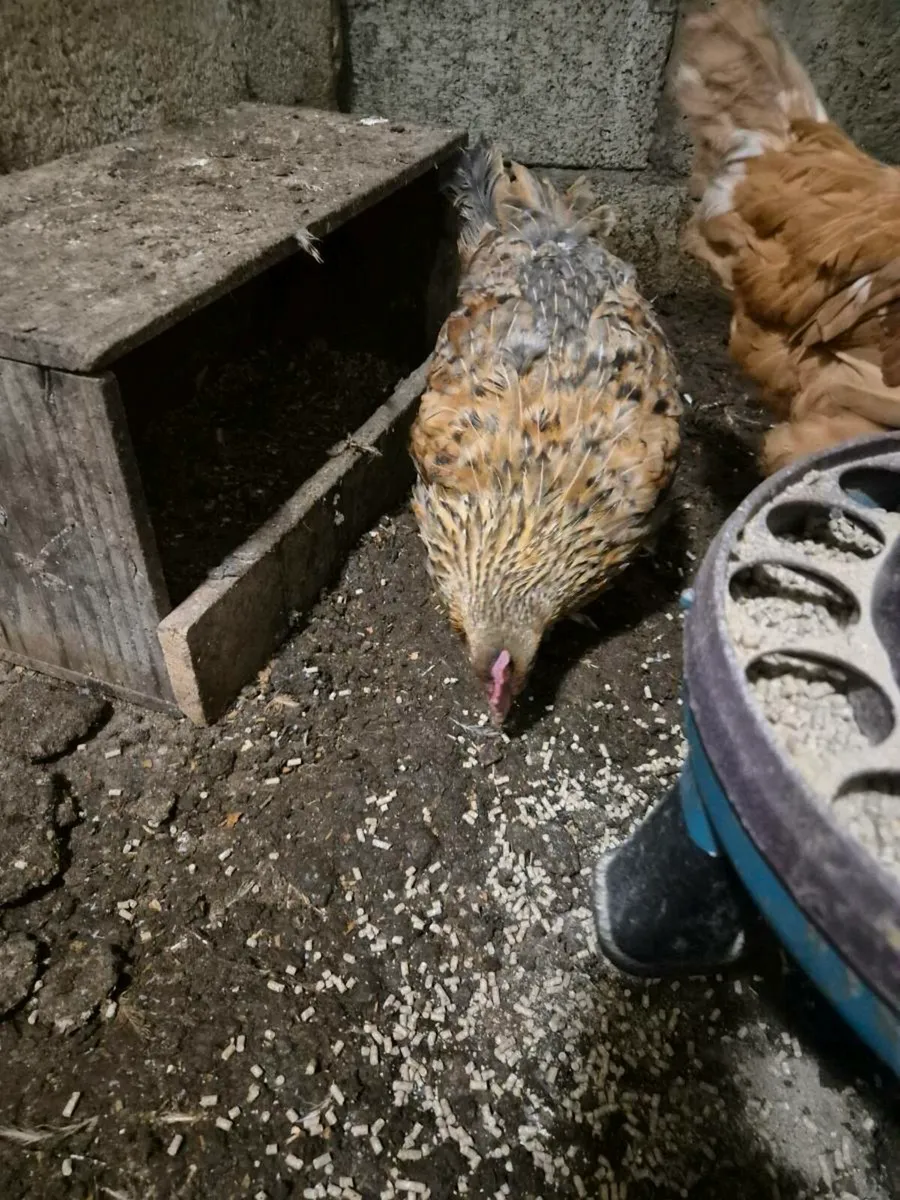 3 laying hens - Image 3