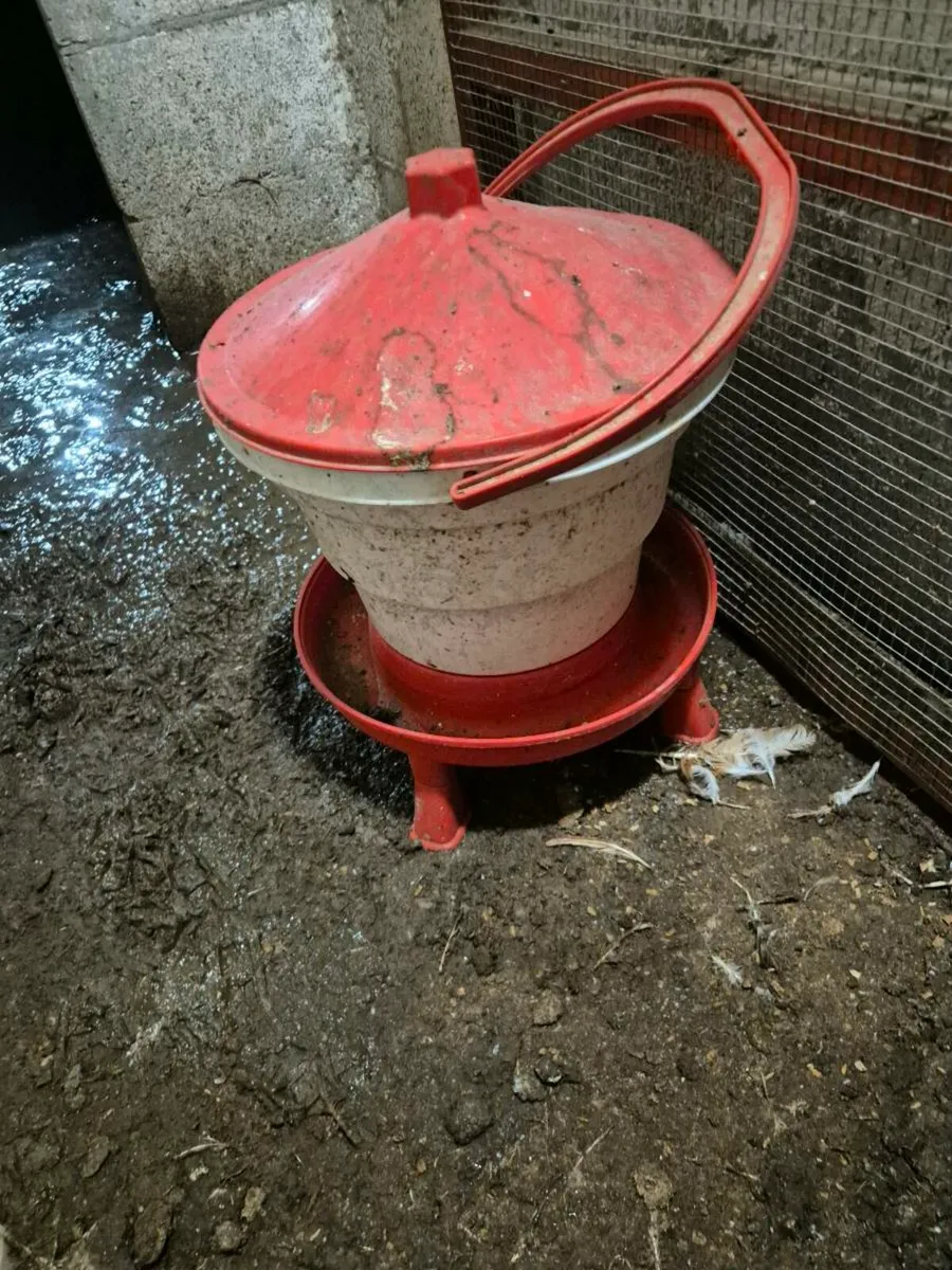 3 laying hens - Image 4