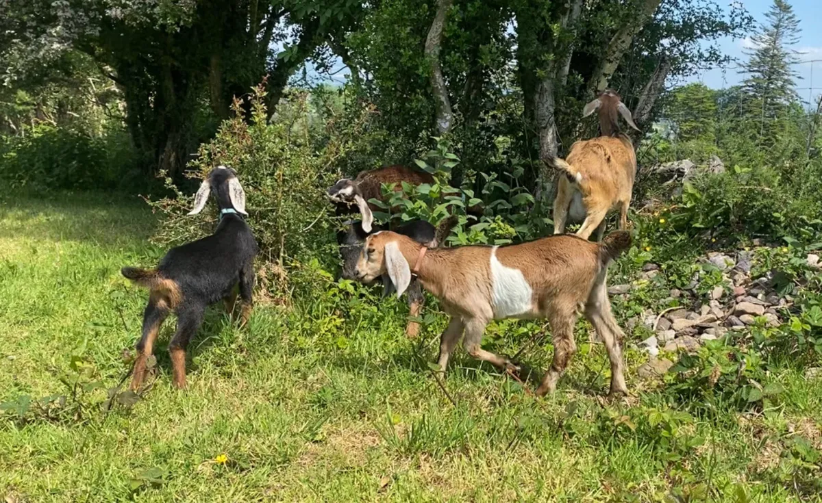 Beautiful Friendly Nubian Goats for rent until May - Image 1