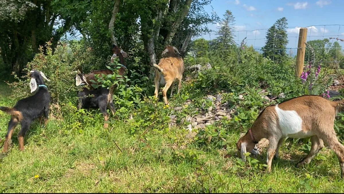 Beautiful Friendly Nubian Goats for rent until May - Image 2