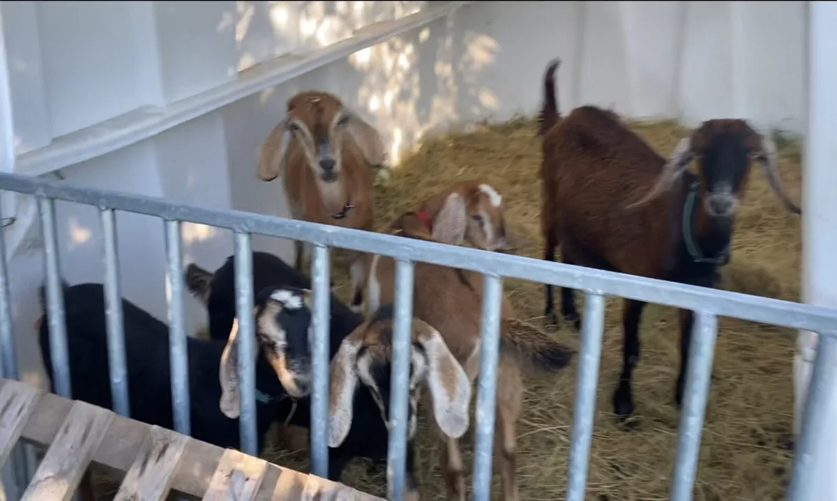 Beautiful Friendly Nubian Goats for rent until May - Image 3
