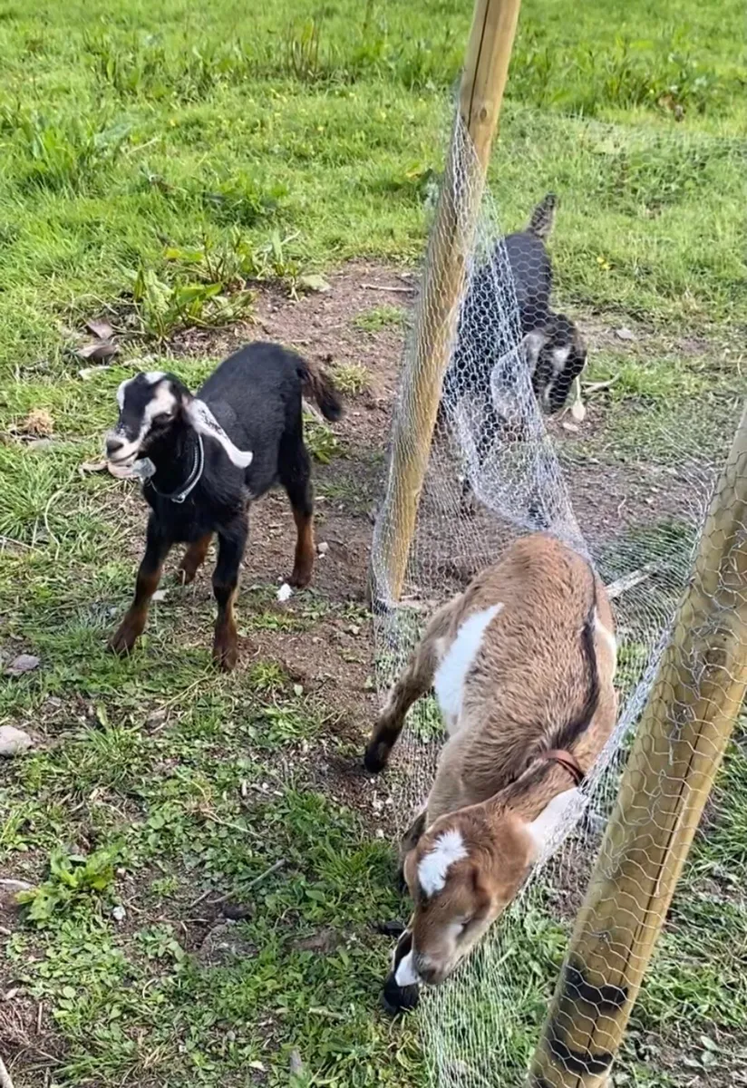 Beautiful Friendly Nubian Goats for rent until May - Image 4