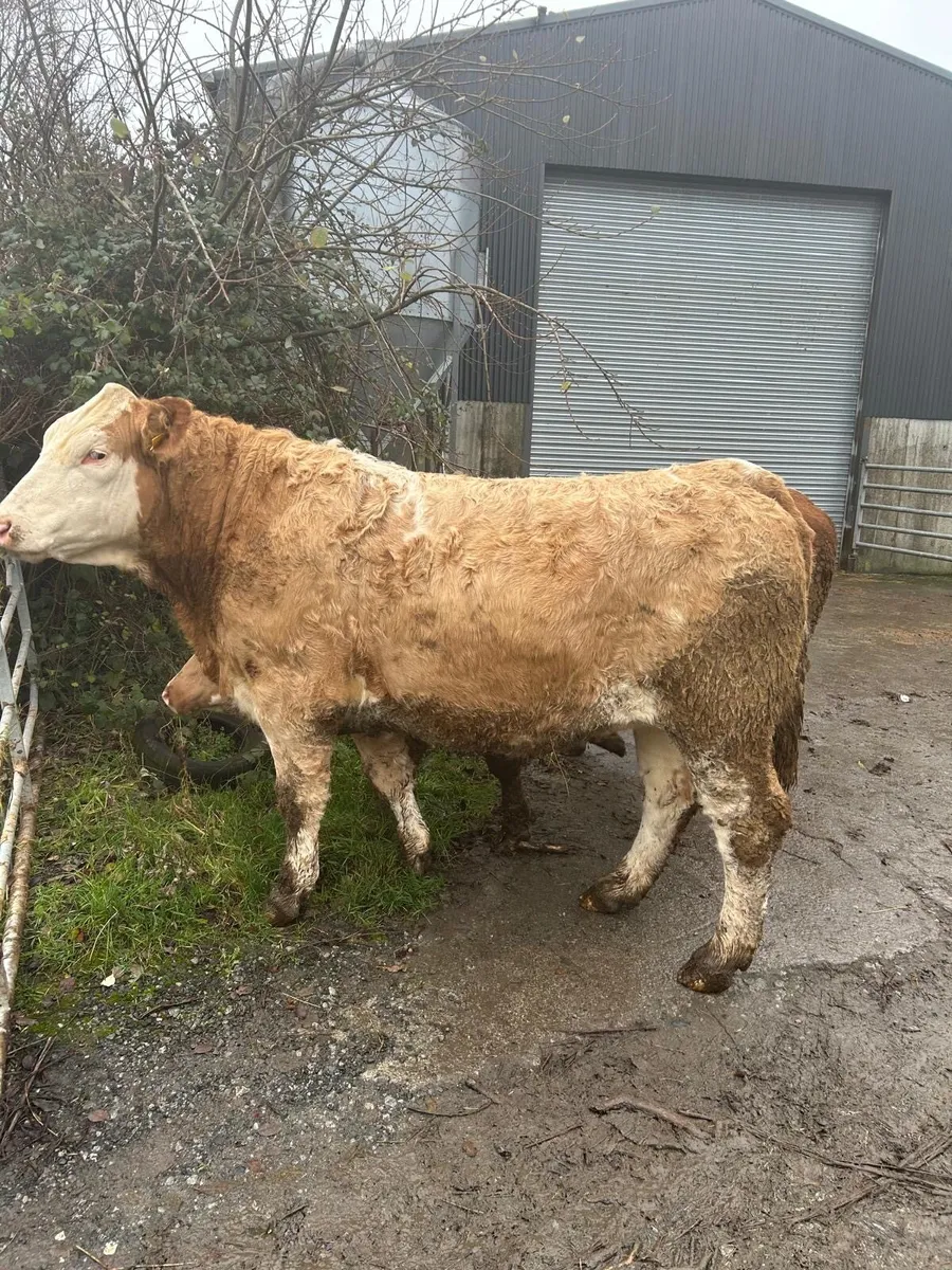 13 Simmental In-Calf Heifers - Image 2