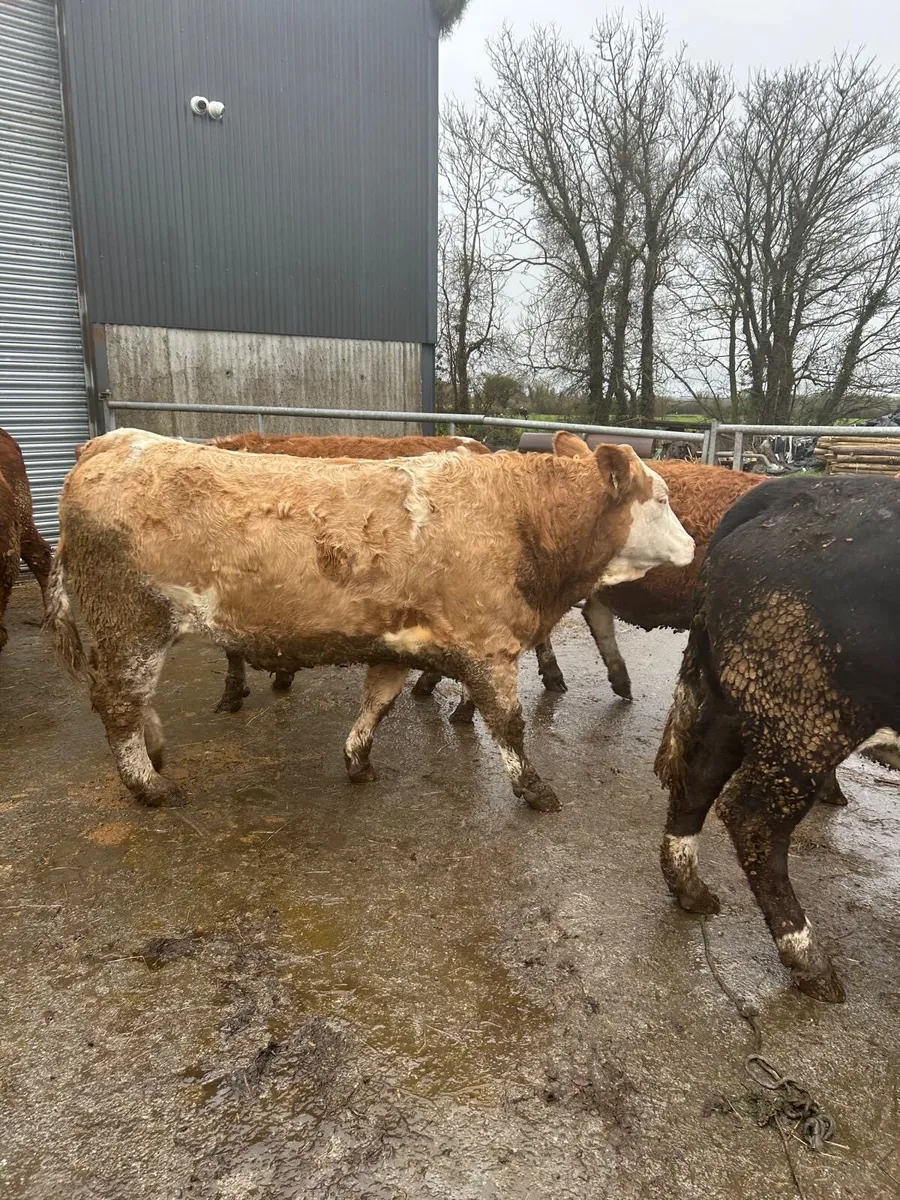 13 Simmental In-Calf Heifers - Image 3