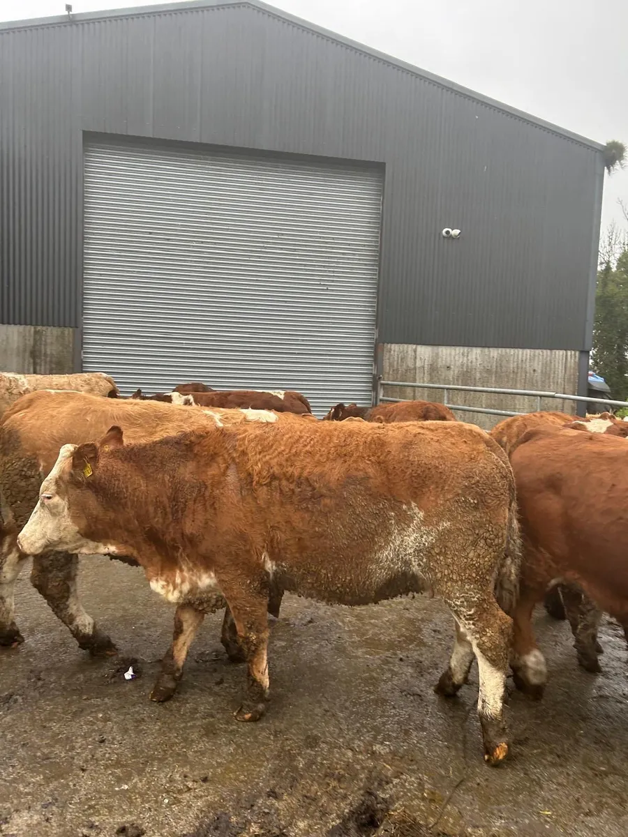 13 Simmental In-Calf Heifers - Image 4