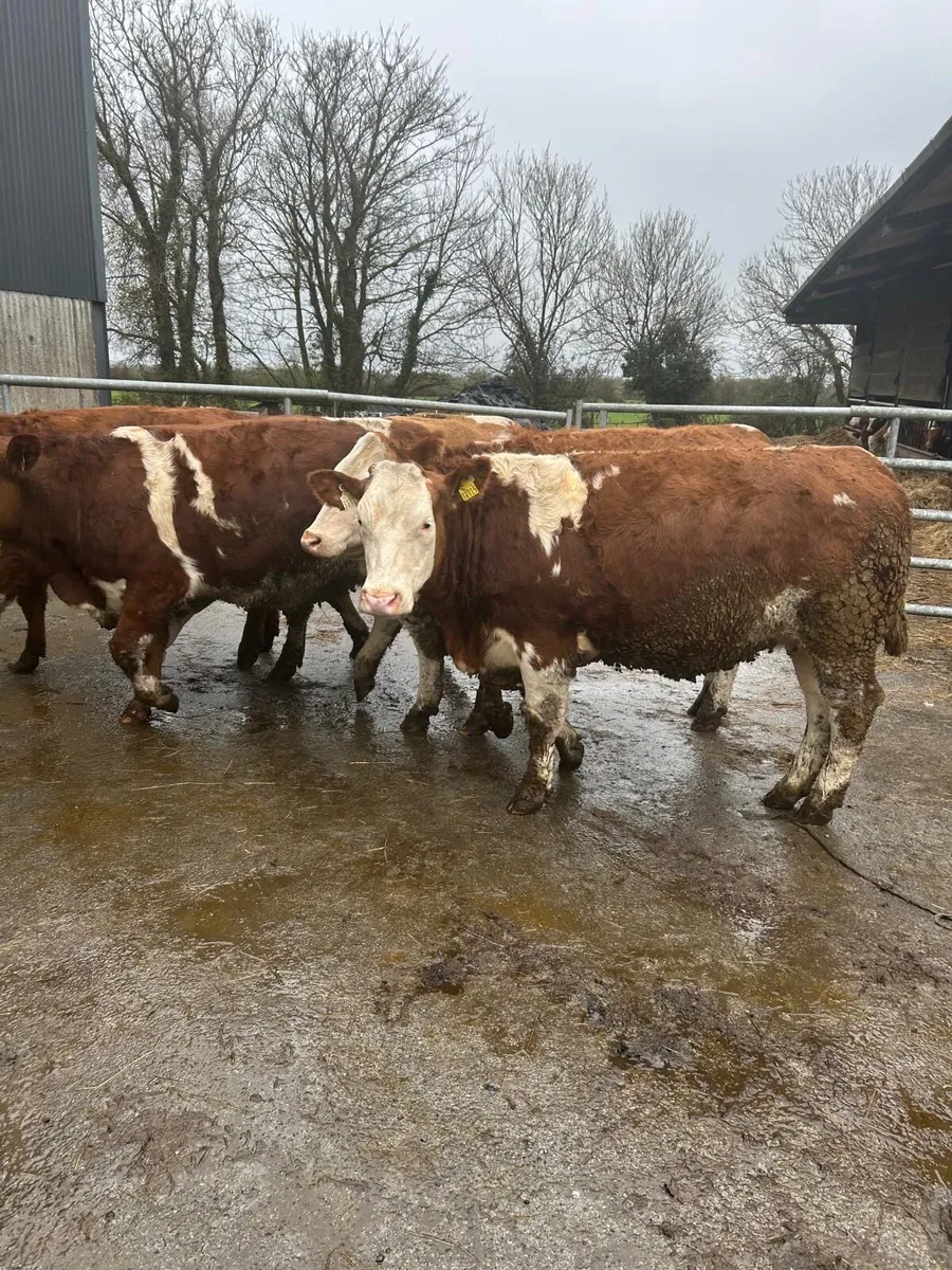 13 Simmental In-Calf Heifers - Image 1
