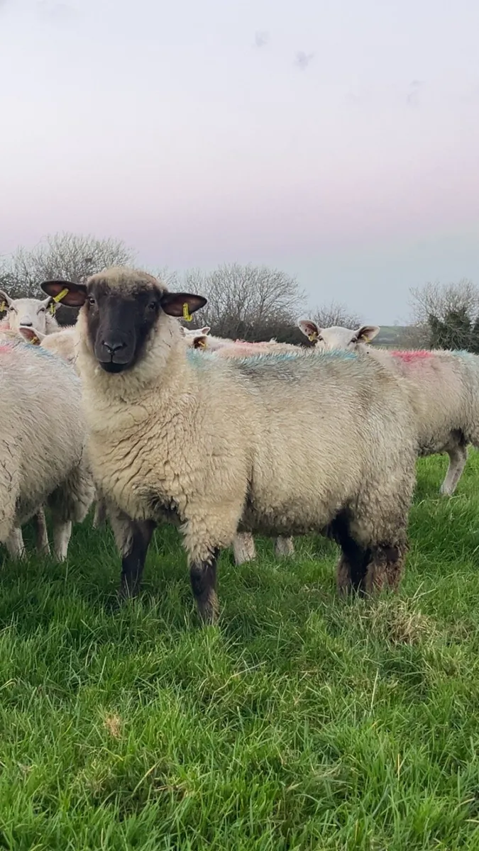 Ewe Lambs - Image 1