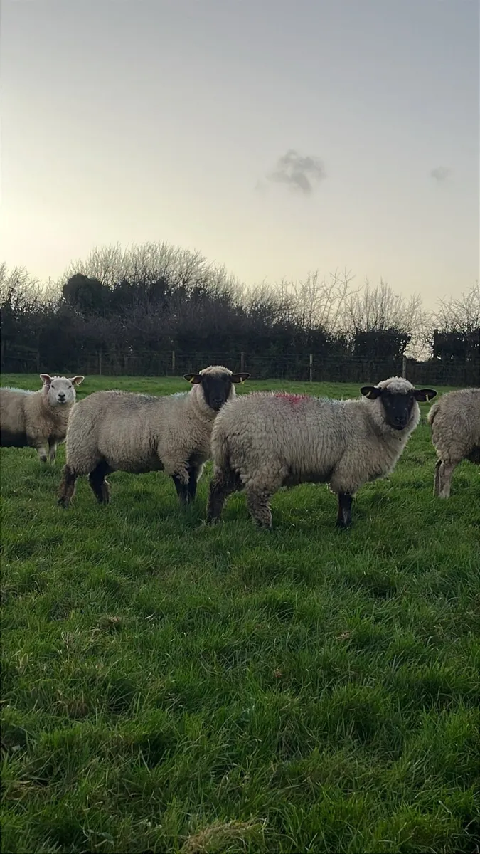 Ewe Lambs - Image 3