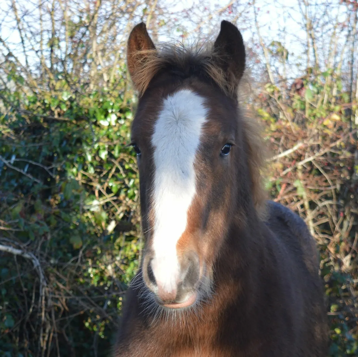 Colt Foal - Image 3