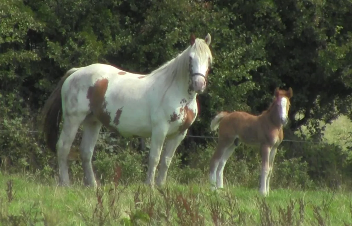 Colt Foal - Image 4