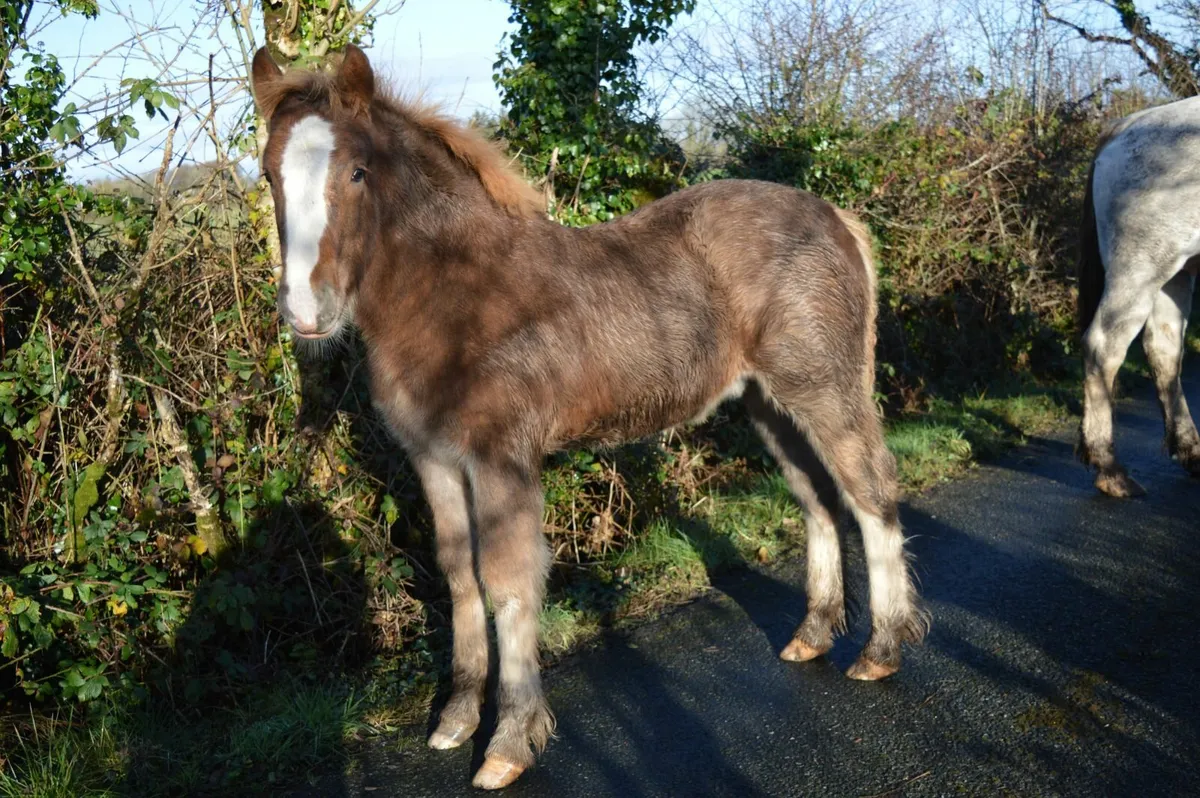 Colt Foal - Image 1