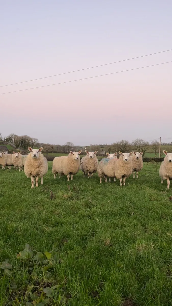 Ewe Lambs - Image 1