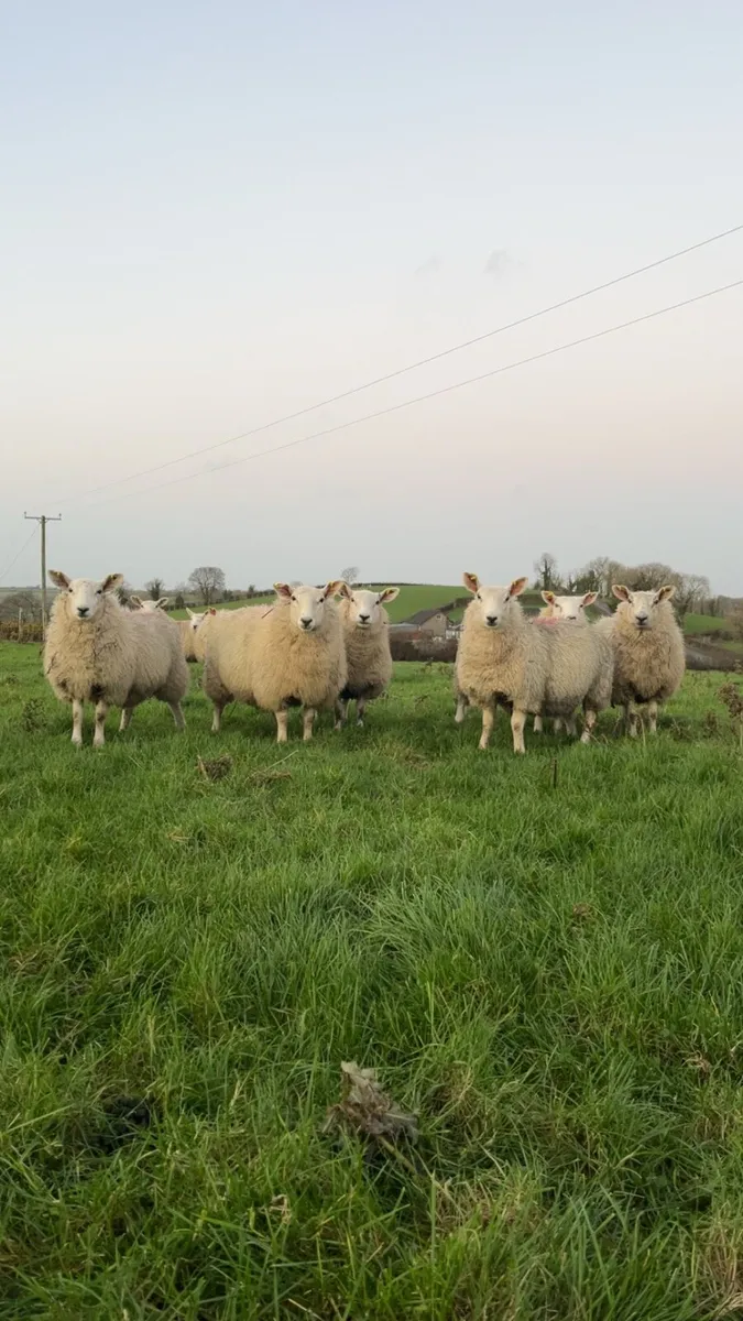 Ewe Lambs - Image 2