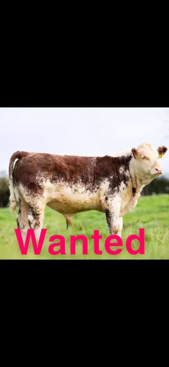 Bull calf WANTED