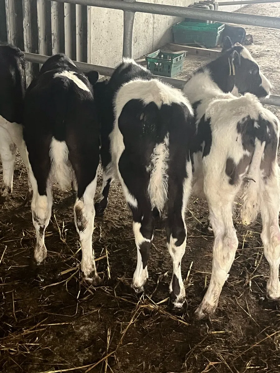 REARED FR BULL CALVES - Image 1