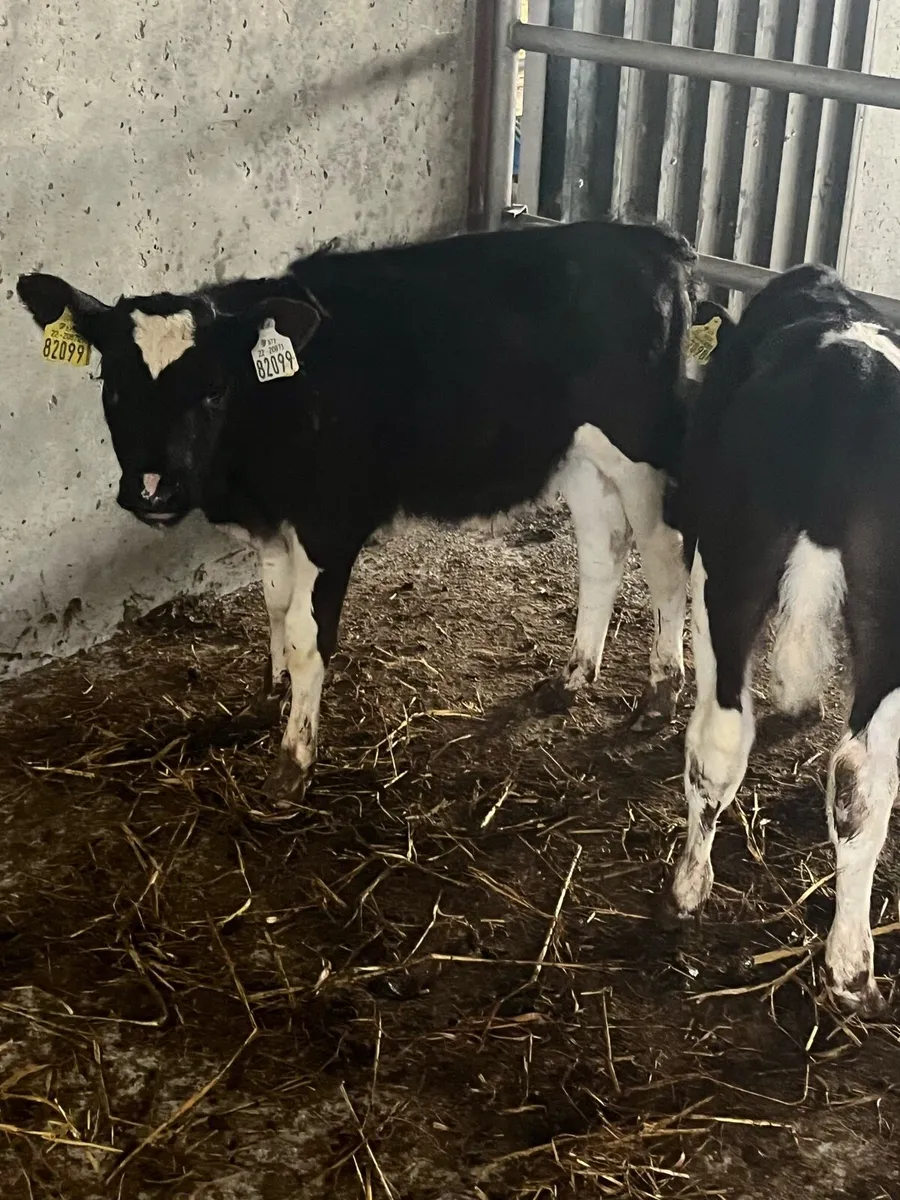 REARED FR BULL CALVES - Image 2