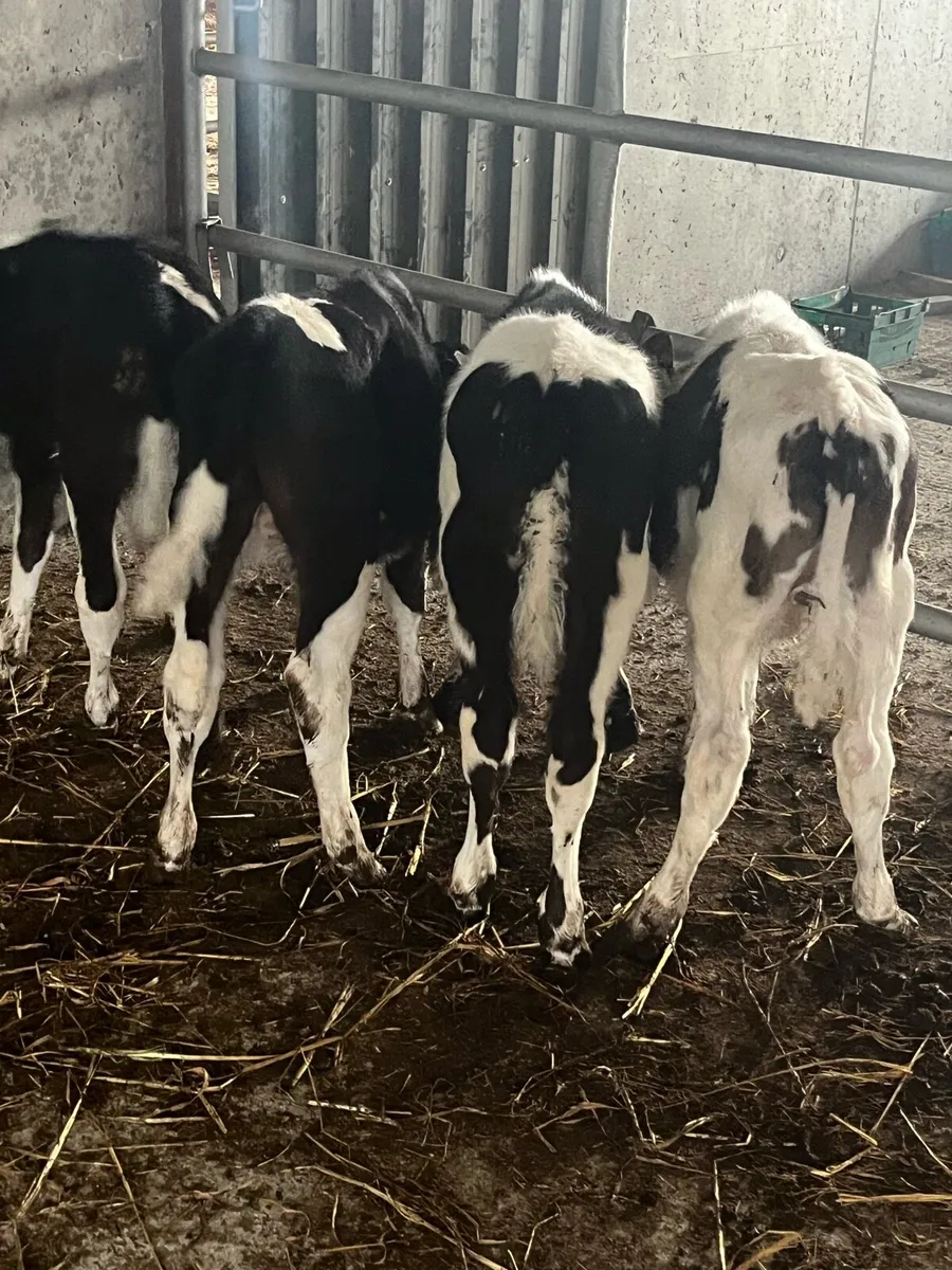 REARED FR BULL CALVES - Image 3