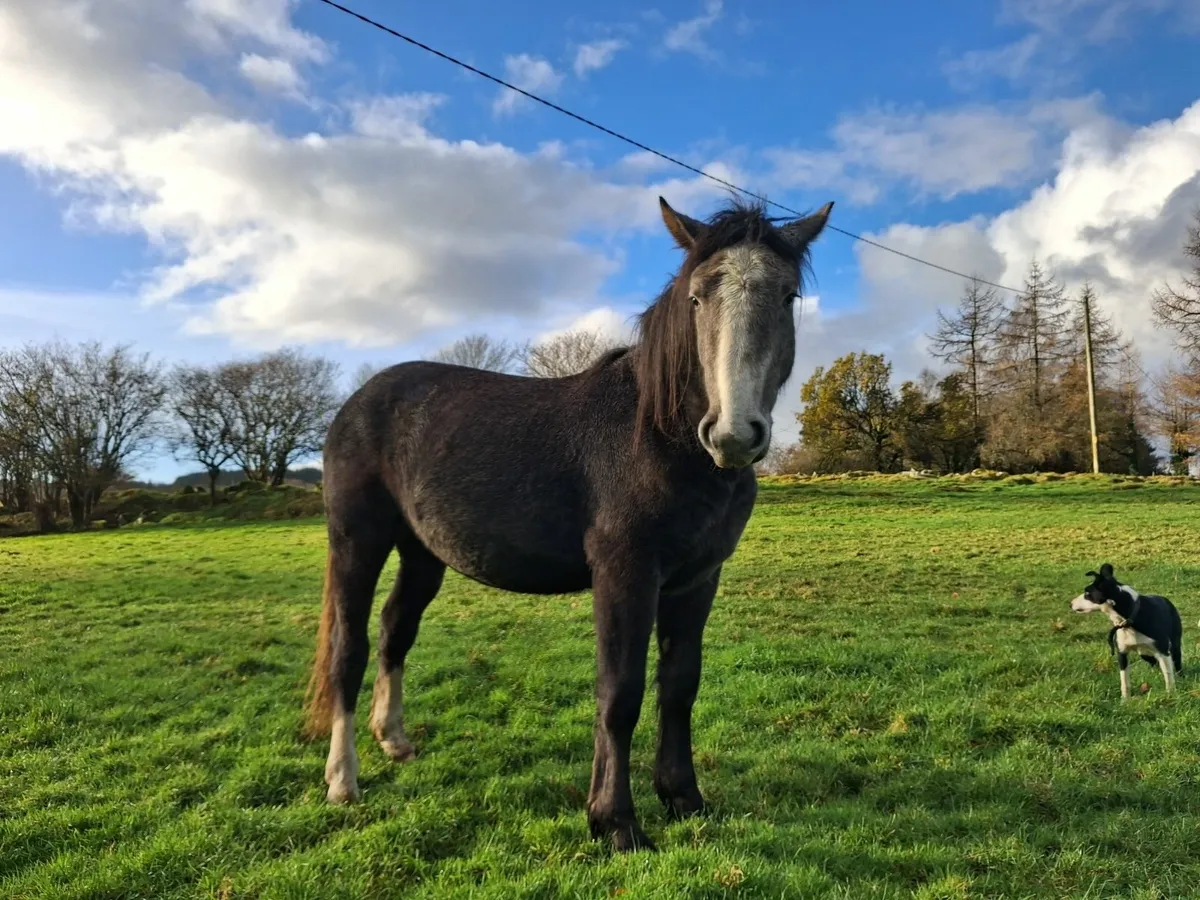 2 year old filly - Image 1