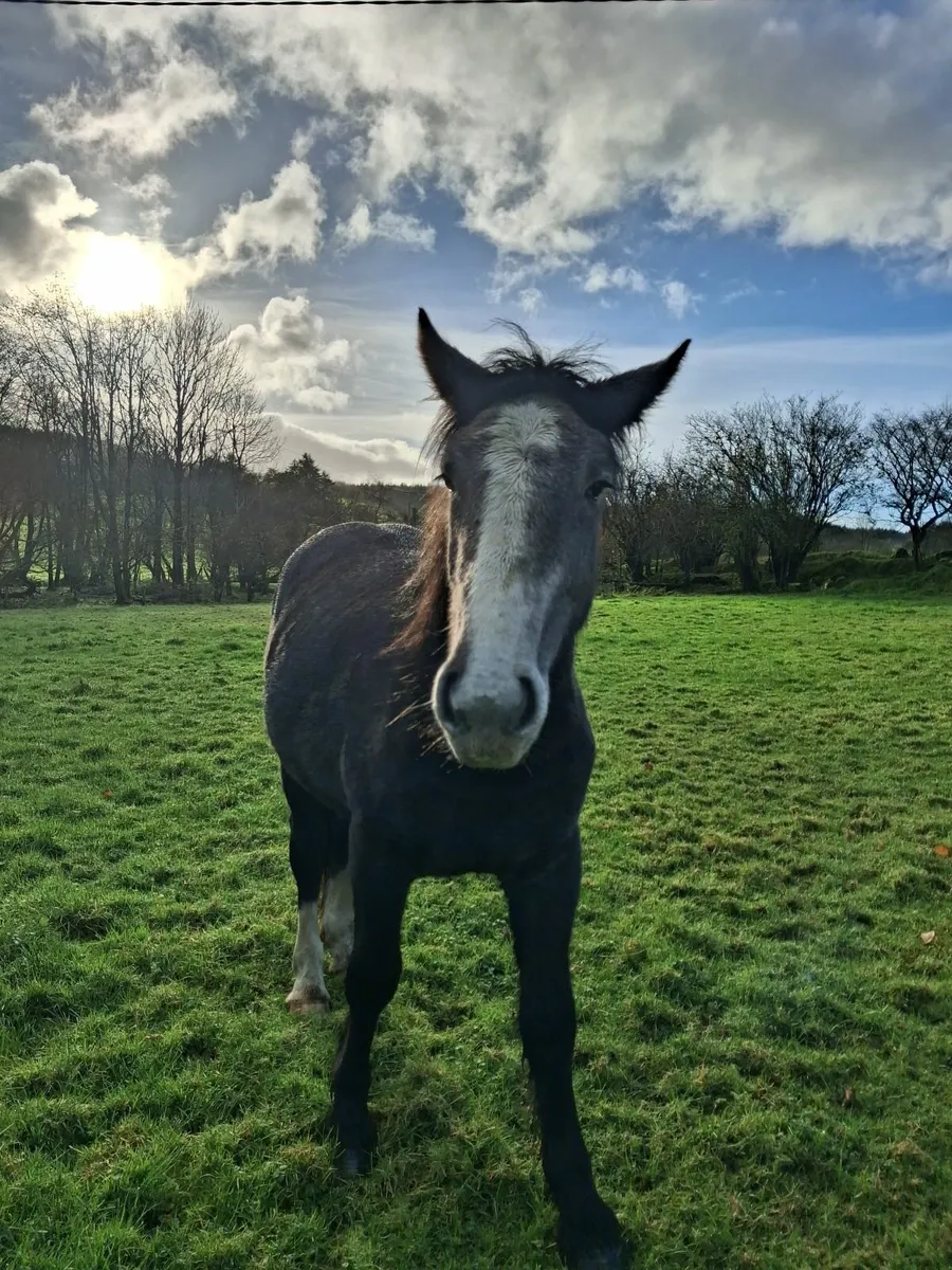 2 year old filly - Image 2