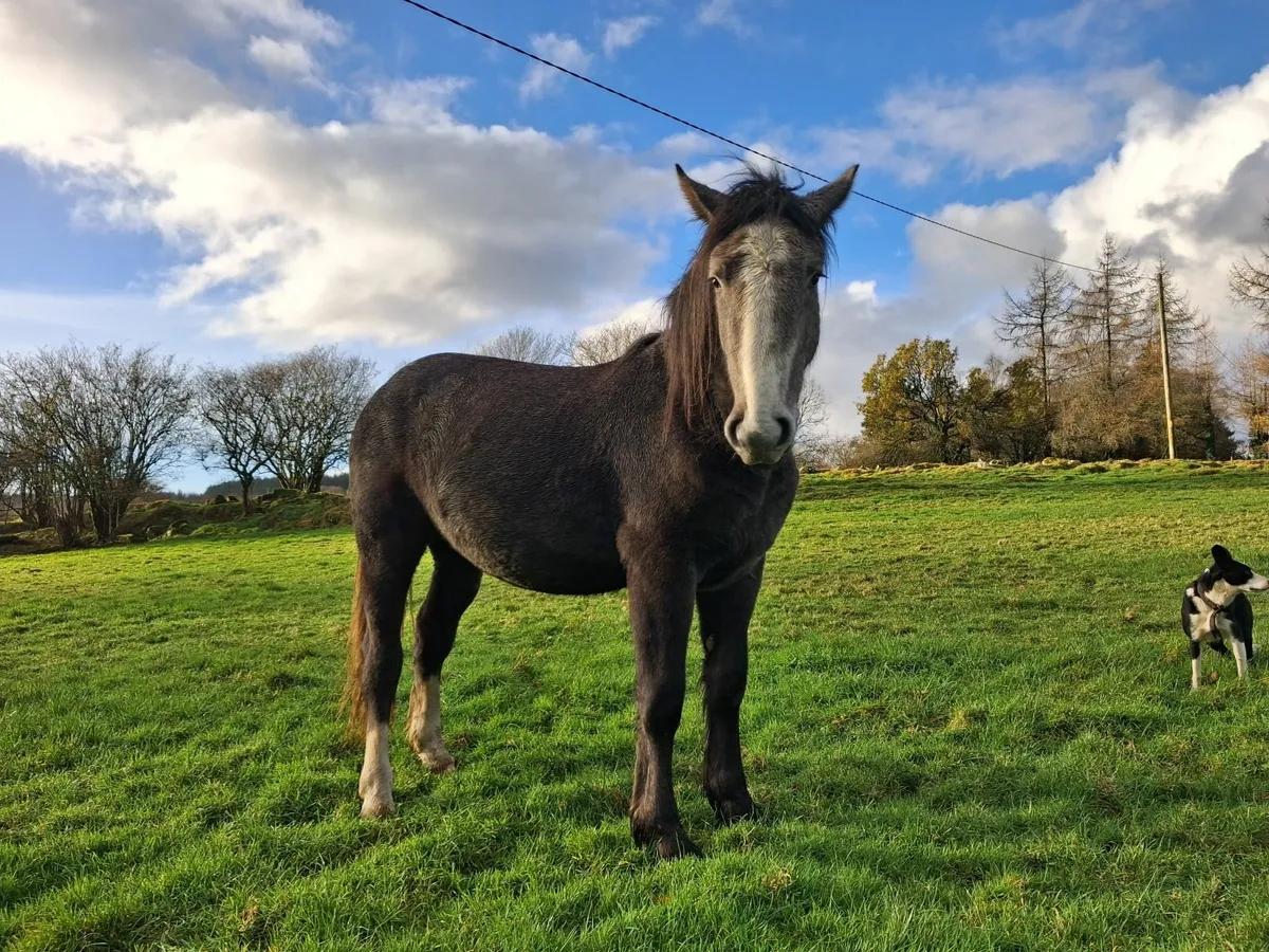 2 year old filly - Image 3