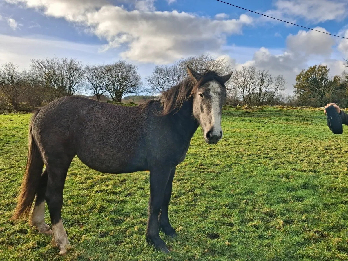 2 year old filly - Image 4