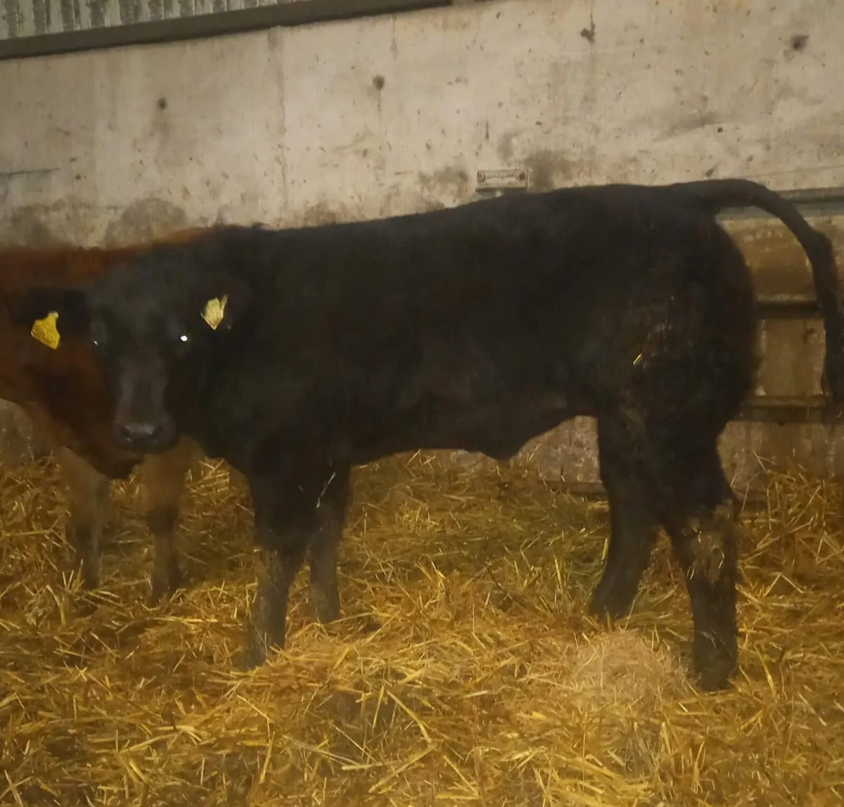 3 Super AI Bred Heifer Weanlings - Image 1