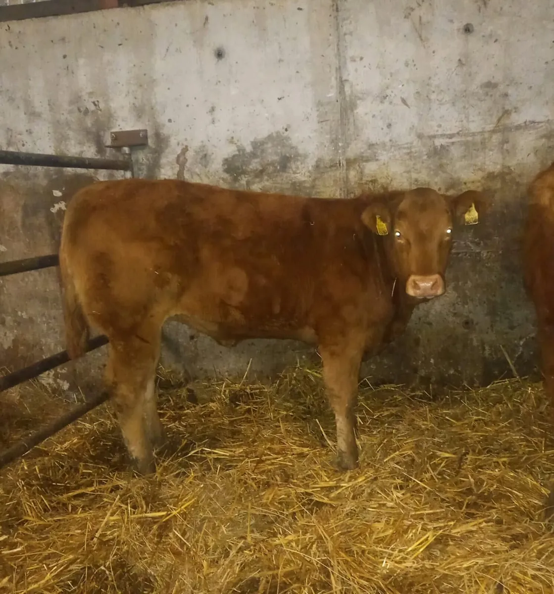 3 Super AI Bred Heifer Weanlings - Image 2