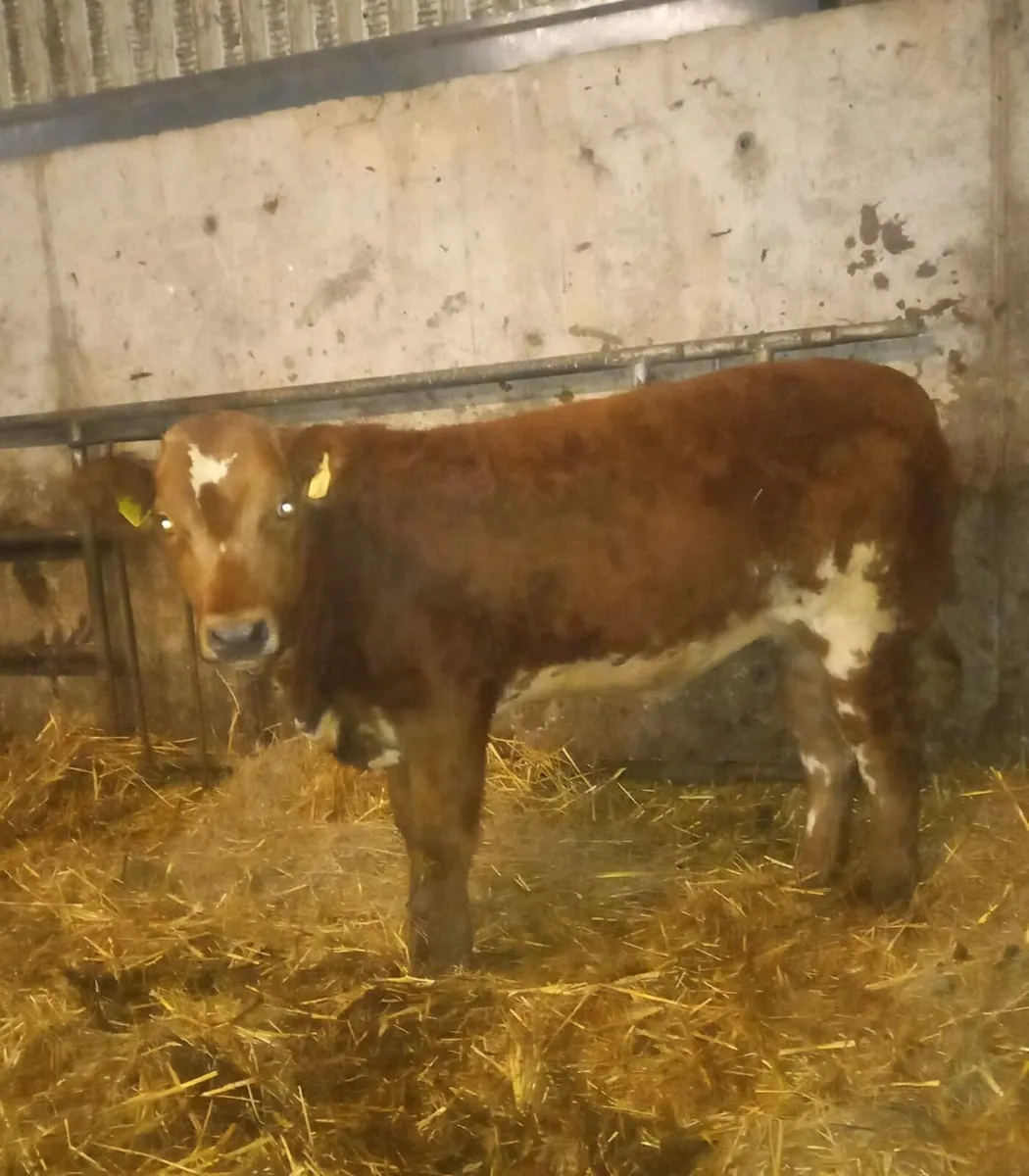 3 Super AI Bred Heifer Weanlings - Image 3