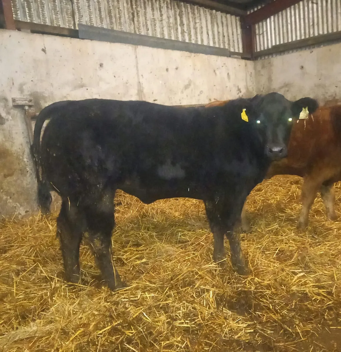 3 Super AI Bred Heifer Weanlings - Image 4