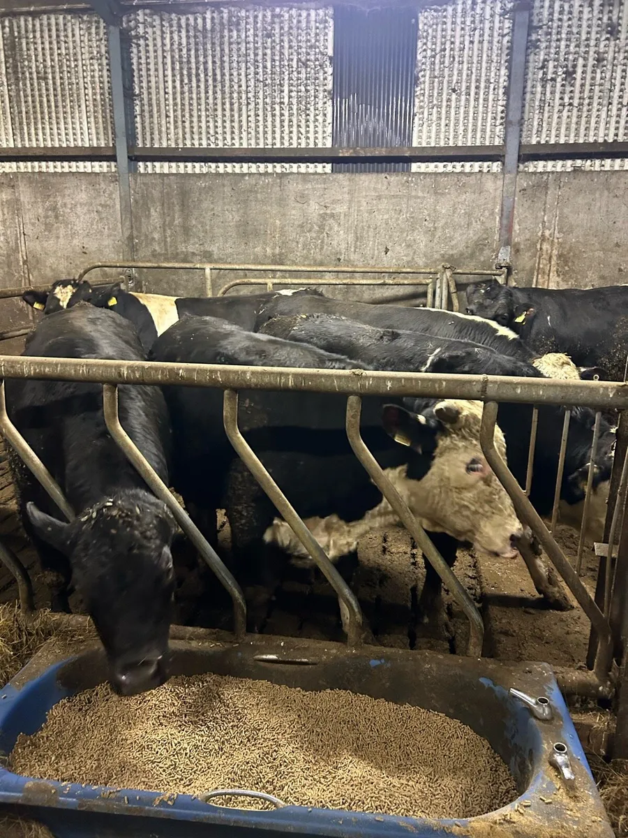 Factory for young bulls for sale - Image 1
