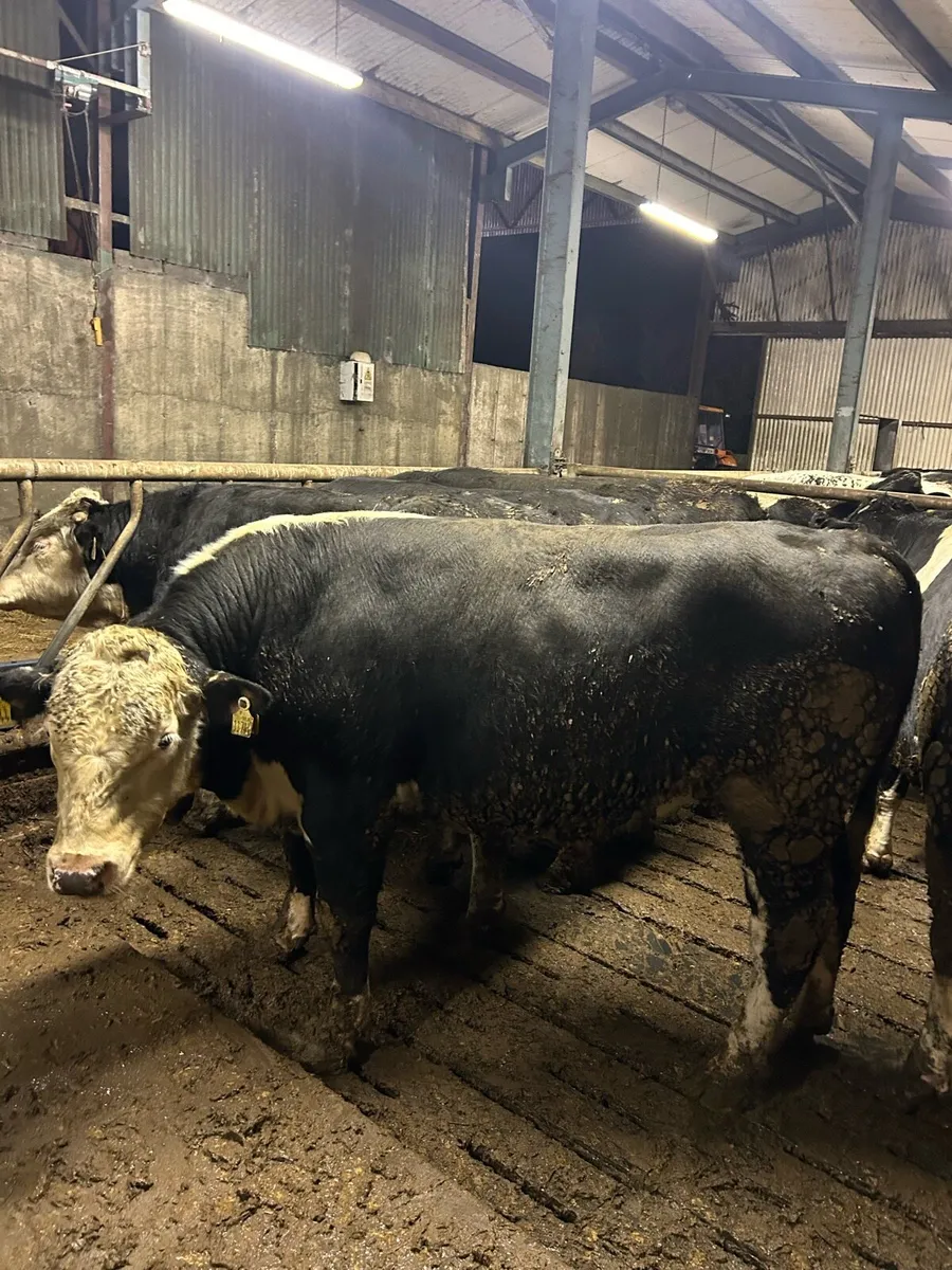 Factory for young bulls for sale - Image 2