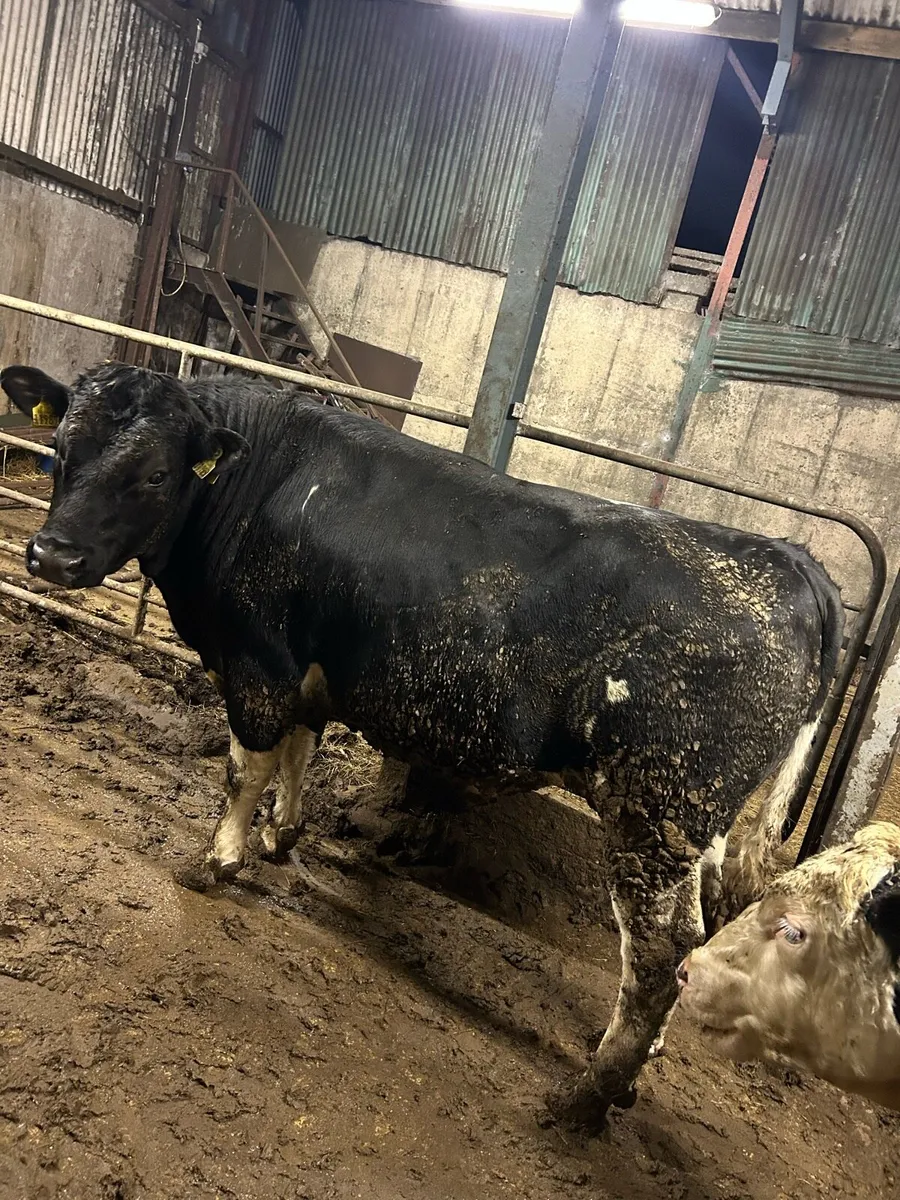 Factory for young bulls for sale - Image 3