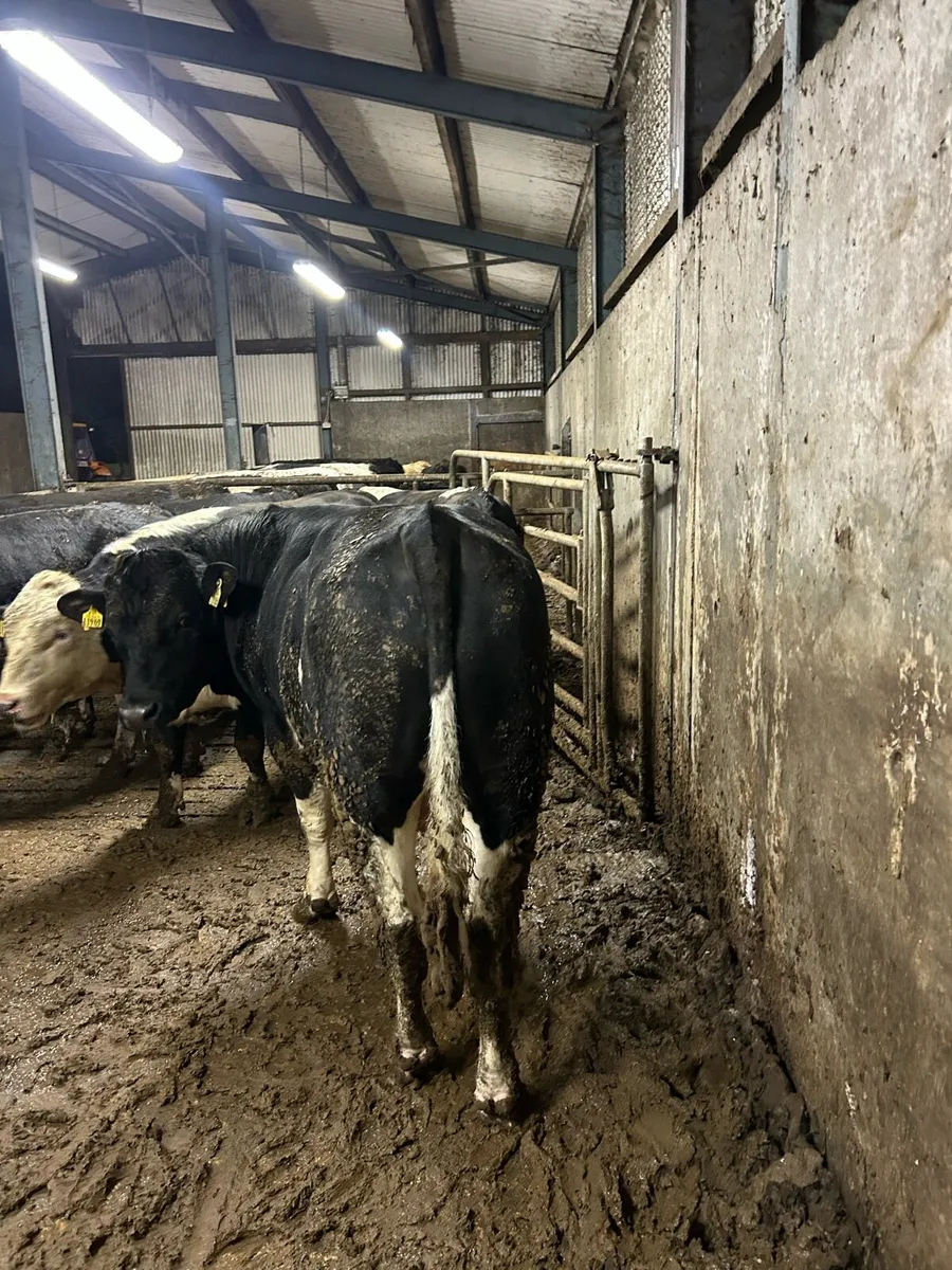 Factory for young bulls for sale - Image 4