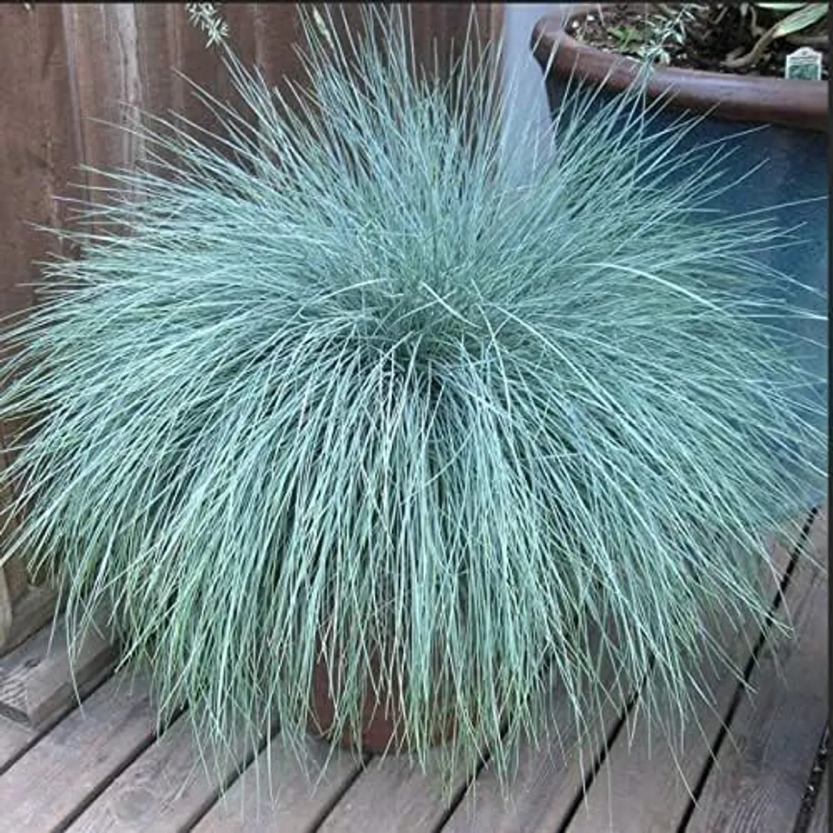 (G) Ornamental Grass Blue Fescue Seeds 0.2g - Image 1