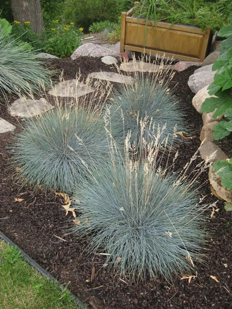 (G) Ornamental Grass Blue Fescue Seeds 0.2g - Image 2