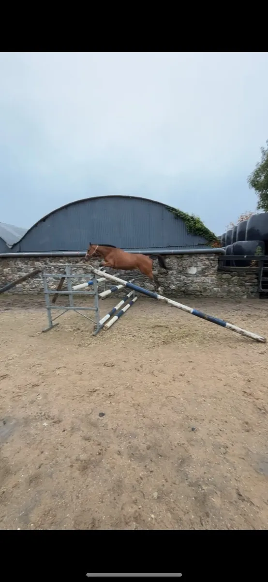 4 Year Old Mare - Image 1