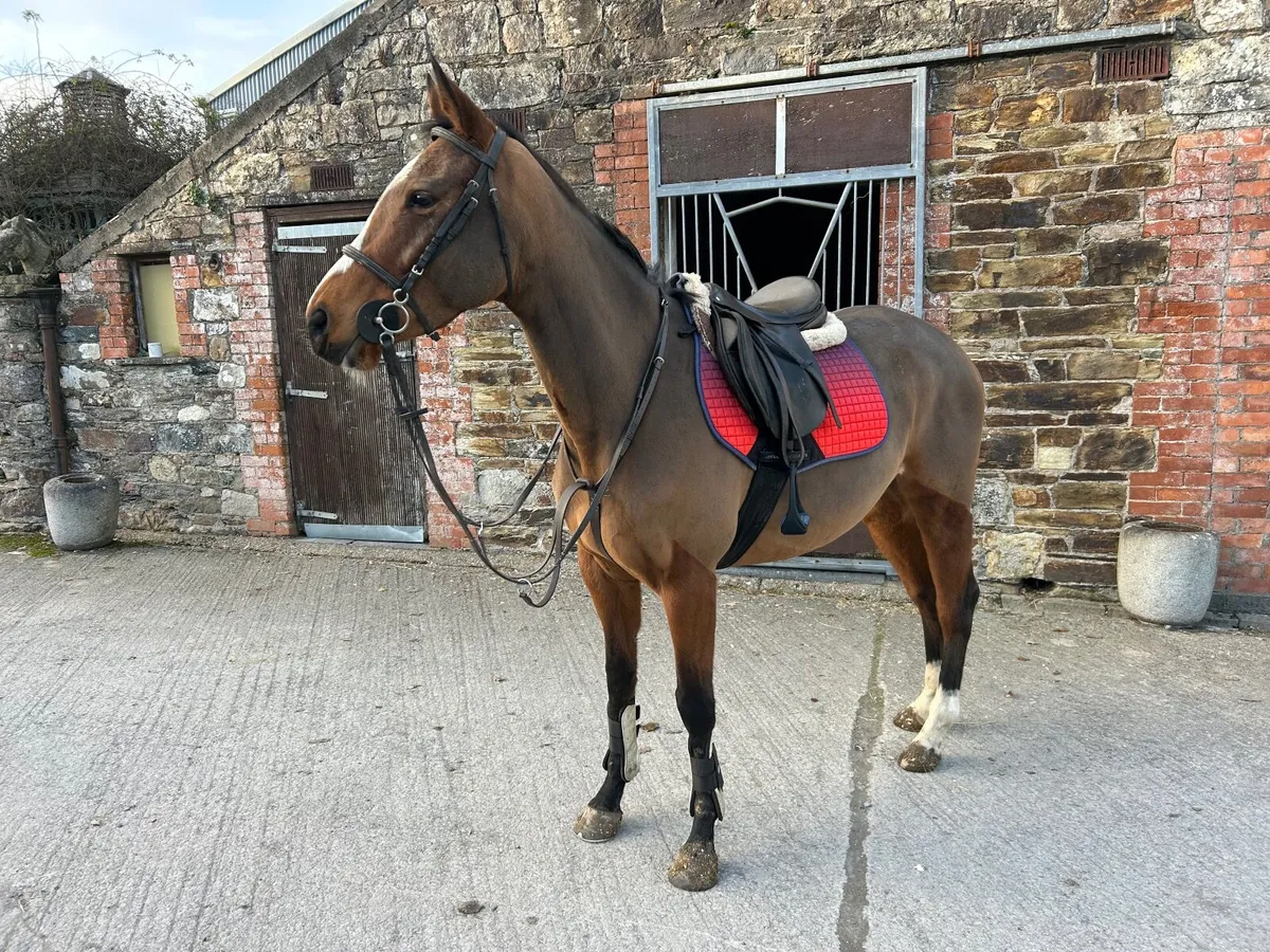 4 Year Old Mare - Image 2