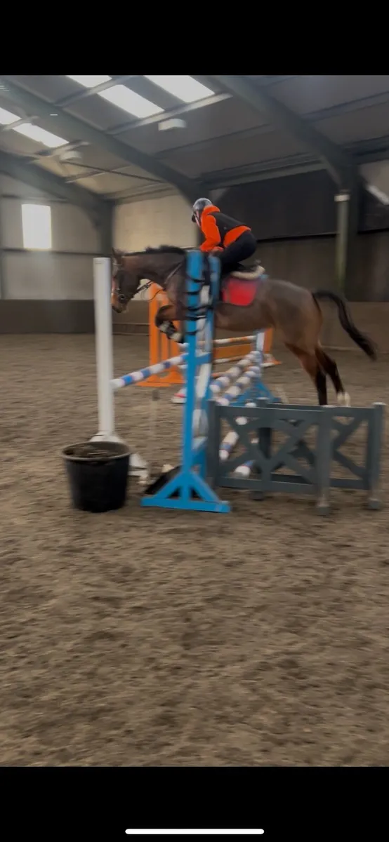 4 Year Old Mare - Image 3