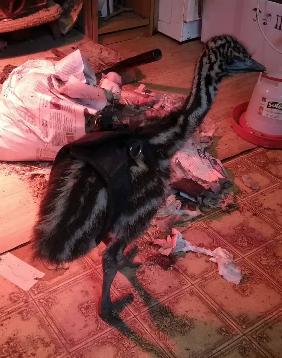 Emu - Image 2