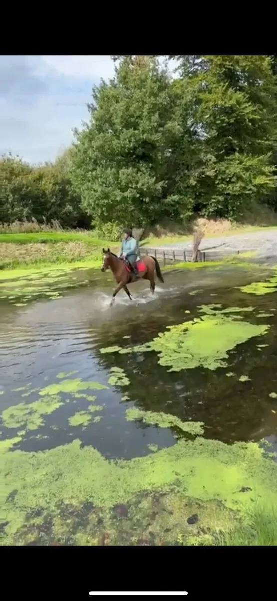 4 Year Old Mare - Image 4