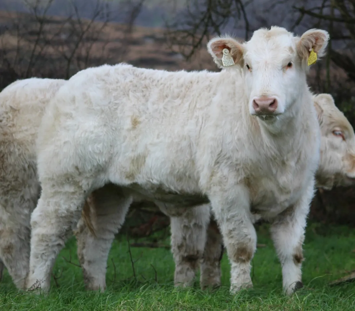 View lots for marteye sale - Image 1