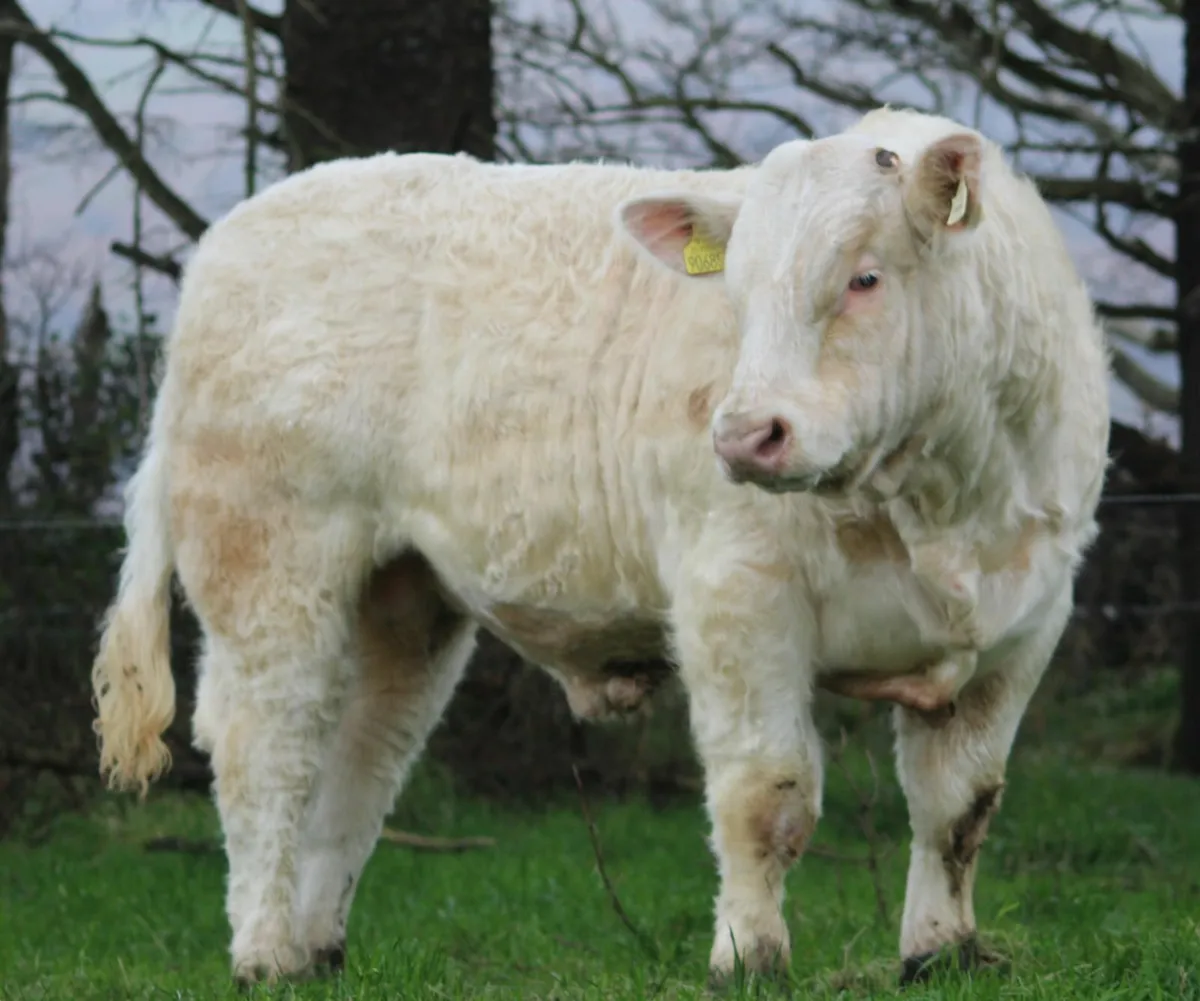 View lots for marteye sale - Image 2