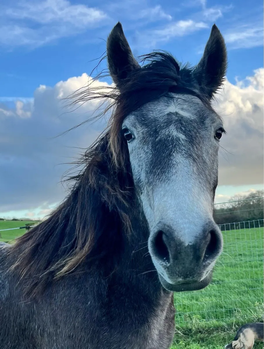 Connemara Filly - Image 1