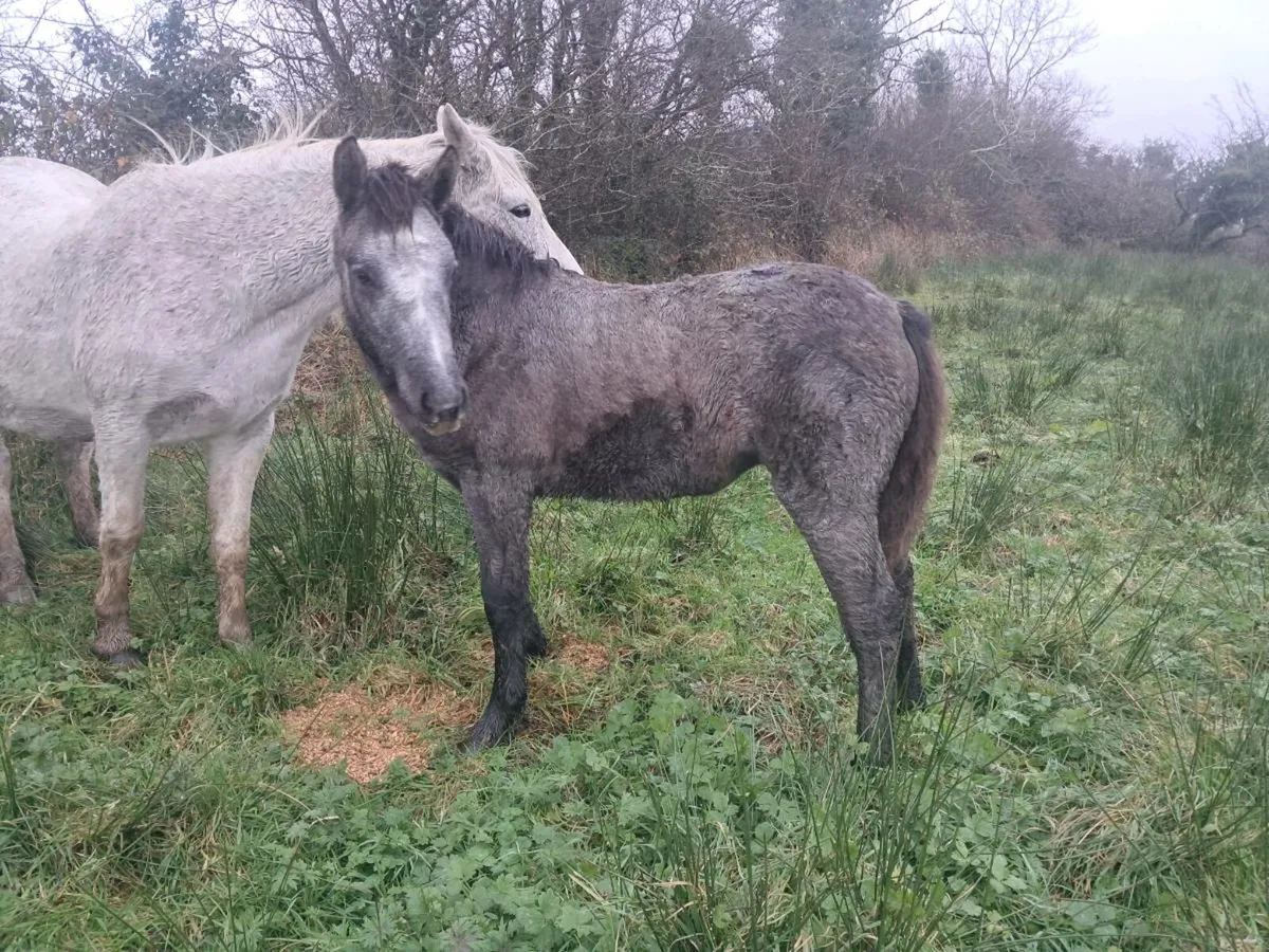Connemara Foals - Image 1
