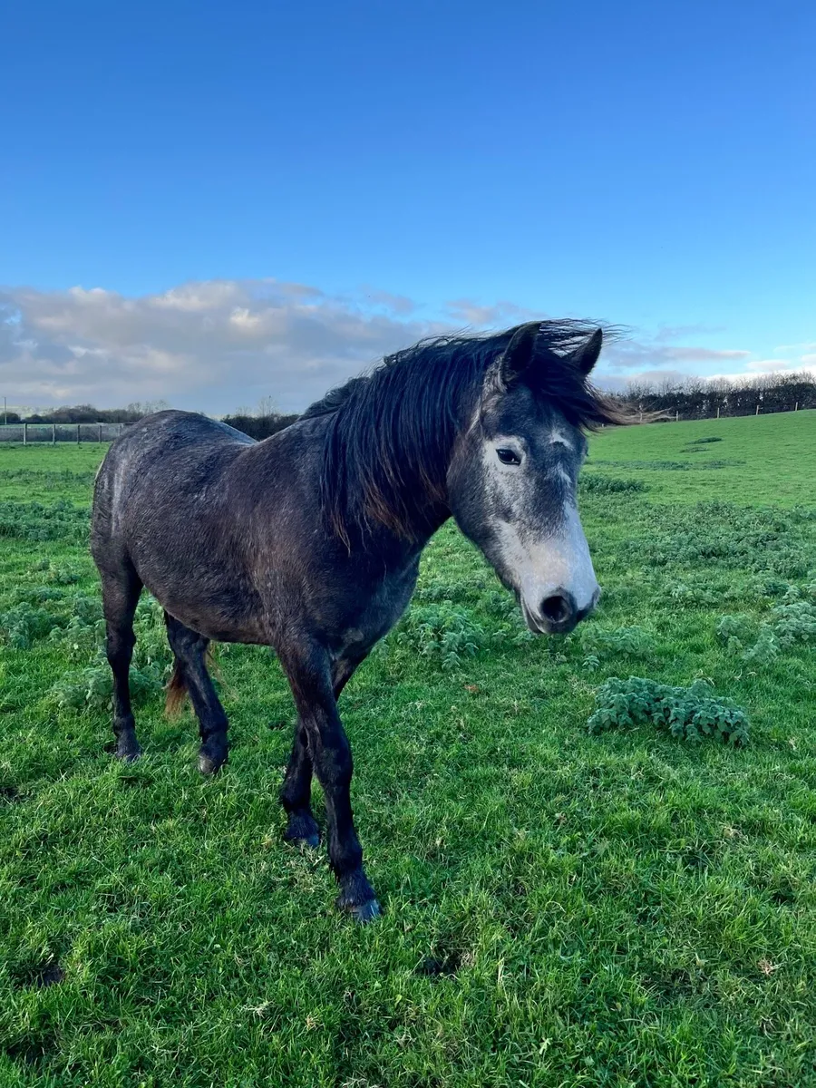Connemara Filly - Image 2