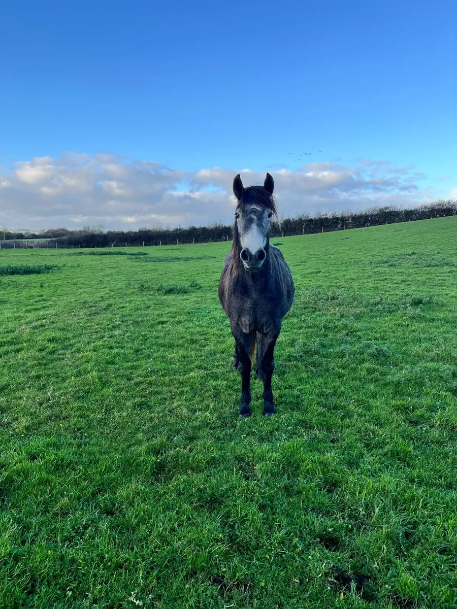 Connemara Filly - Image 3